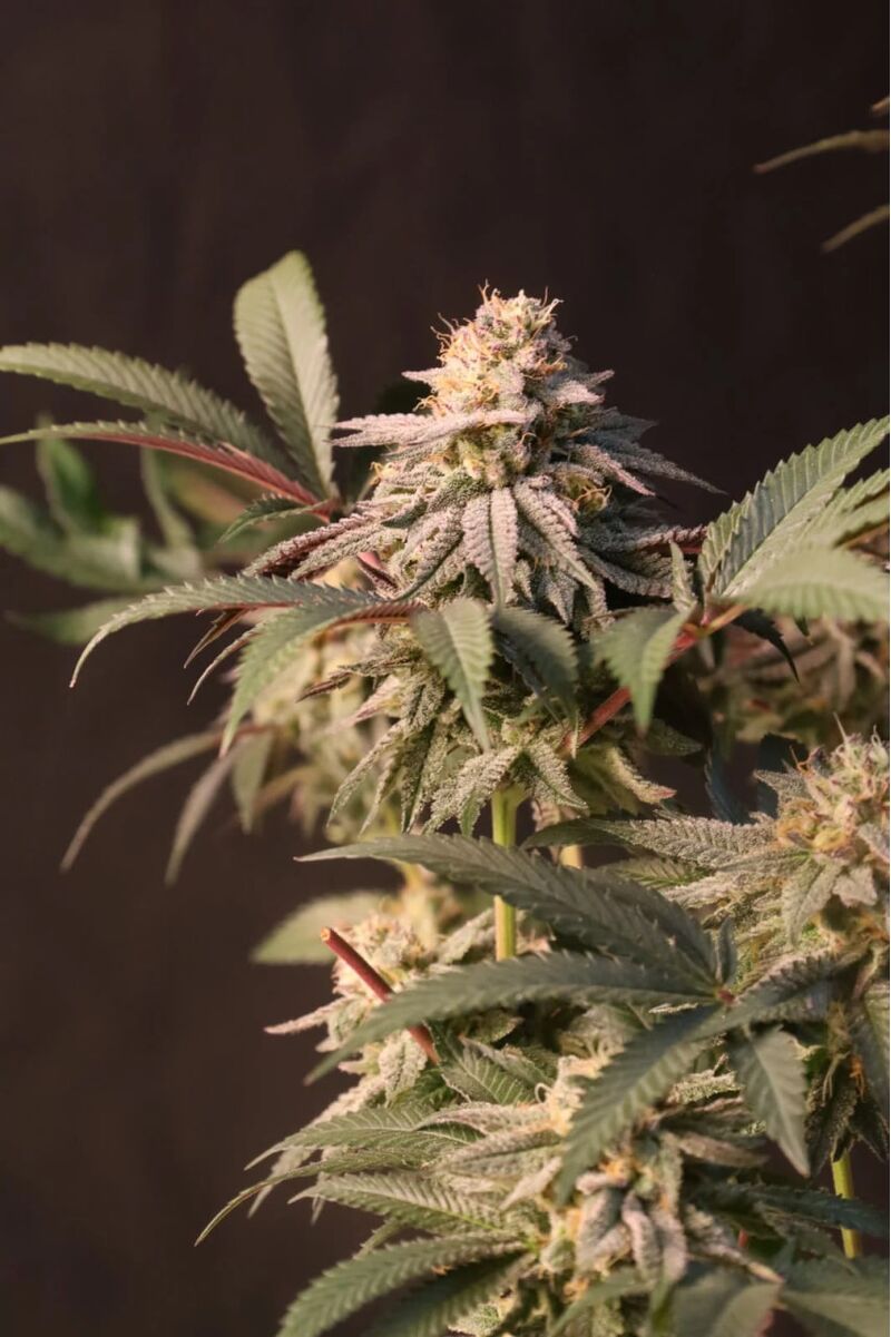 Lemon Cherry Runtz, Фасовка: 1, изображение 3